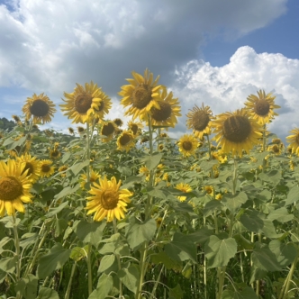 夏休み