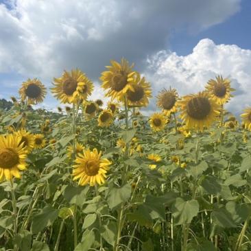 夏休み